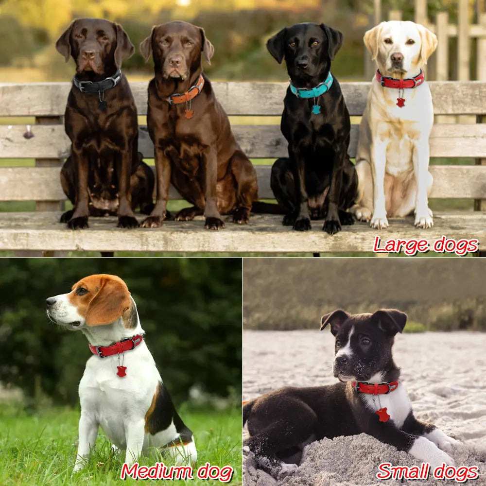 Padded Adjustable Genuine Leather Dog Collar - Superior Comfort & Style WLP Company