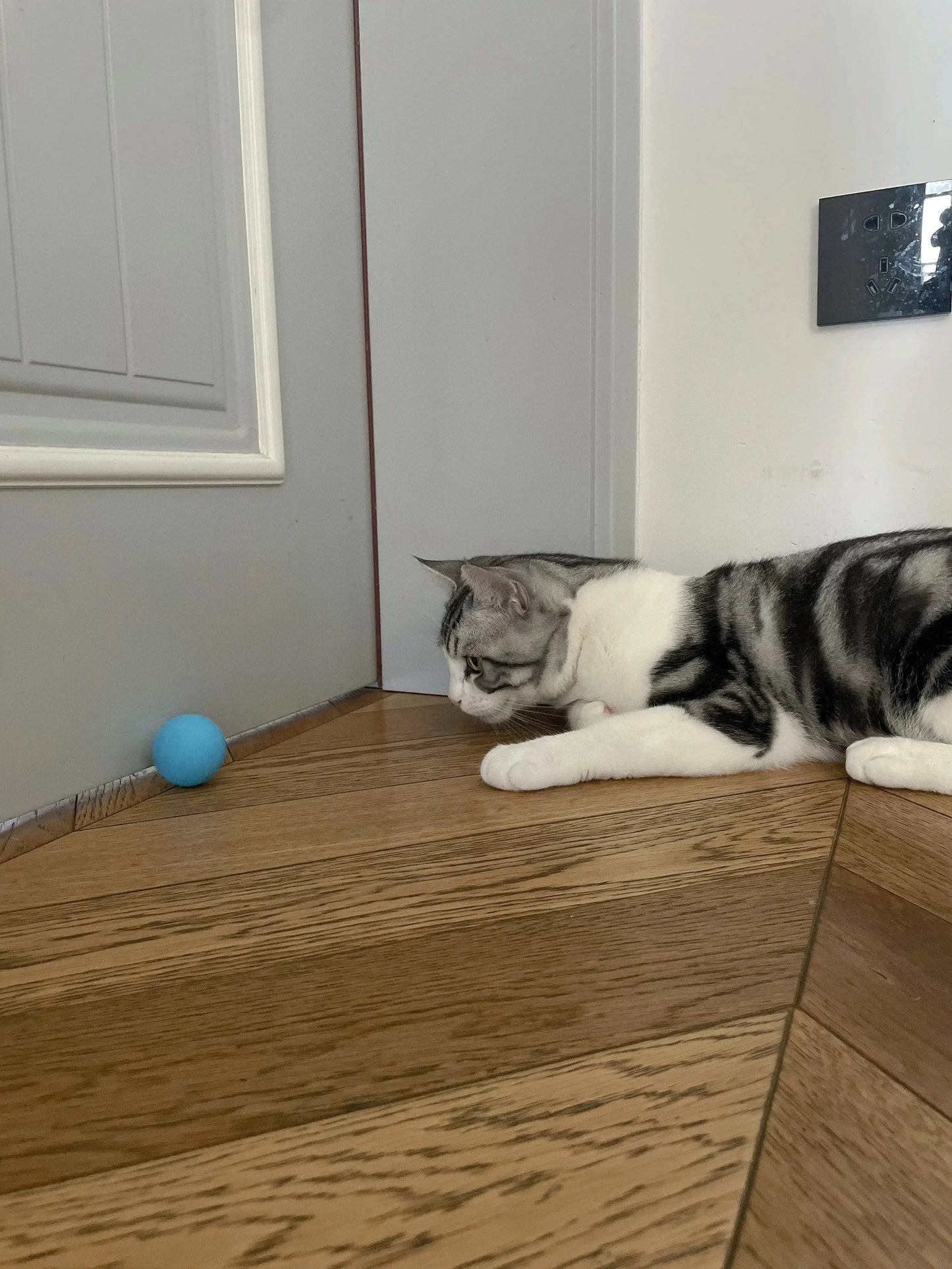 Cat Interactive Ball Smart Cat Toys for Pet Indoor WLP Company