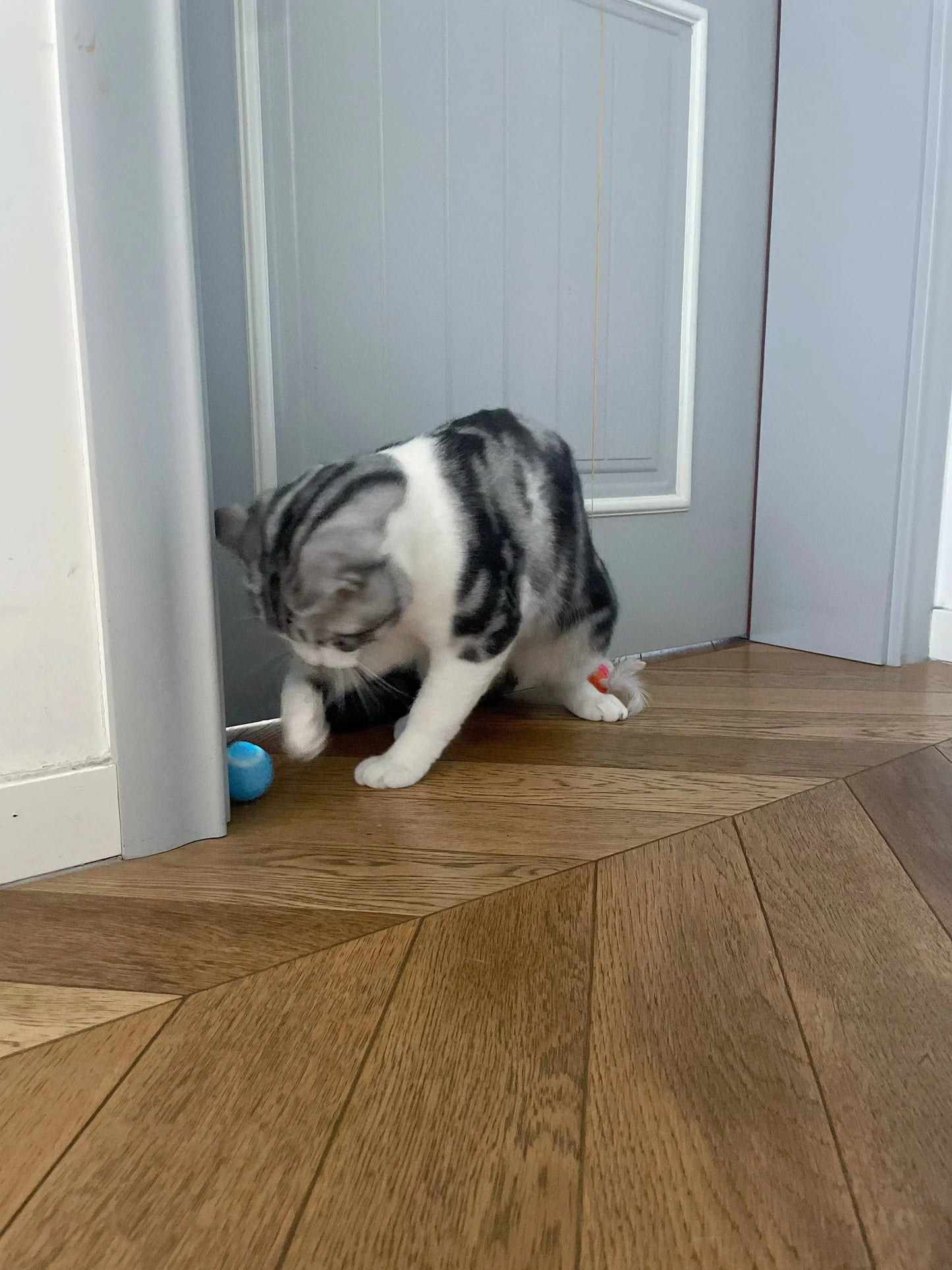 Cat Interactive Ball Smart Cat Toys for Pet Indoor WLP Company
