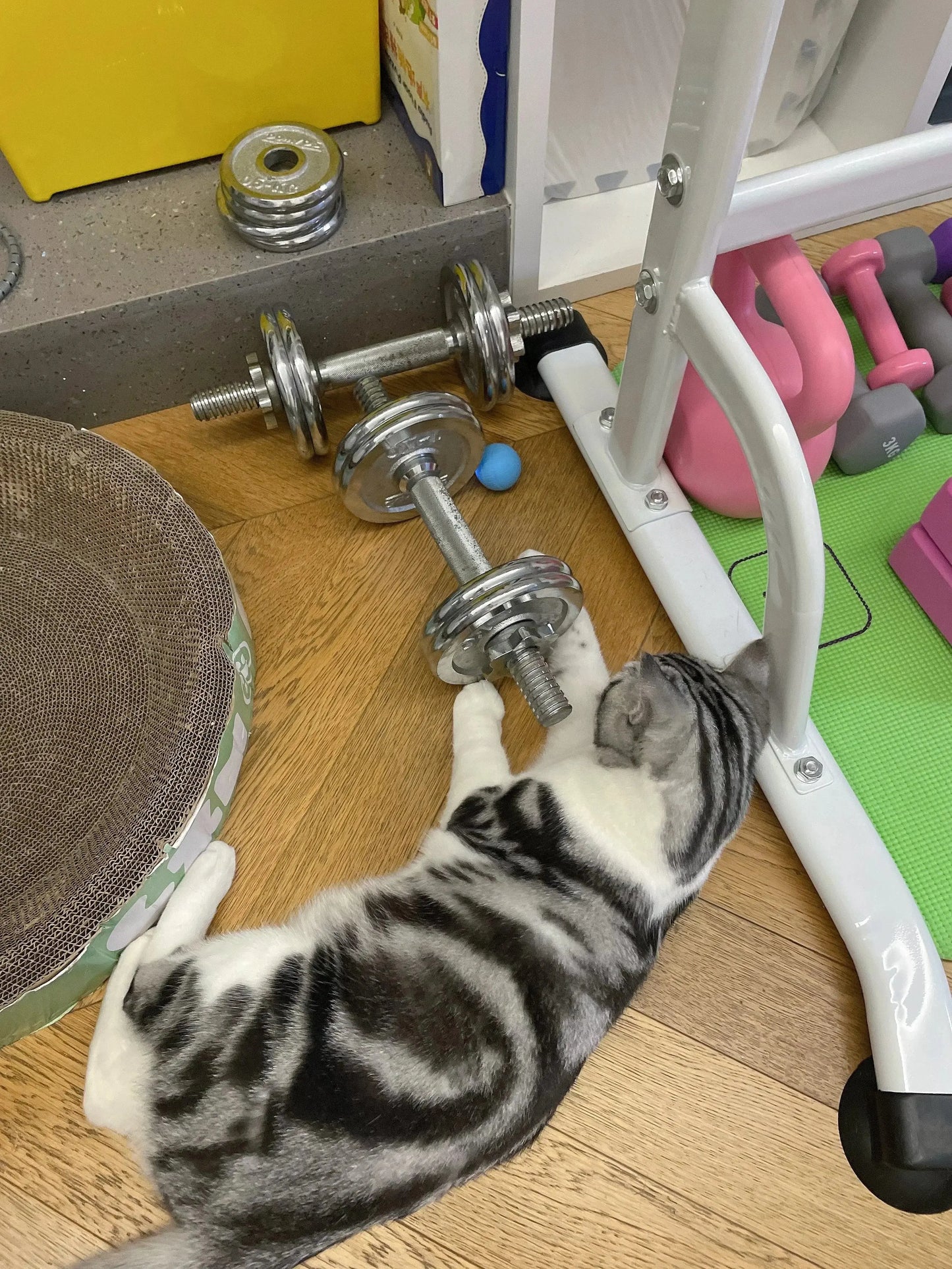 Cat Interactive Ball Smart Cat Toys for Pet Indoor WLP Company