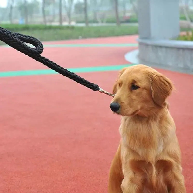 nylon dog leash Double Row Leash for Dogs WLP Company