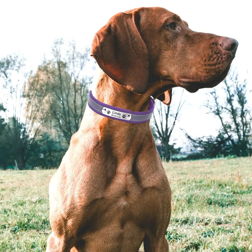 personalized dog collar Reflective Dog Collar WLP Company