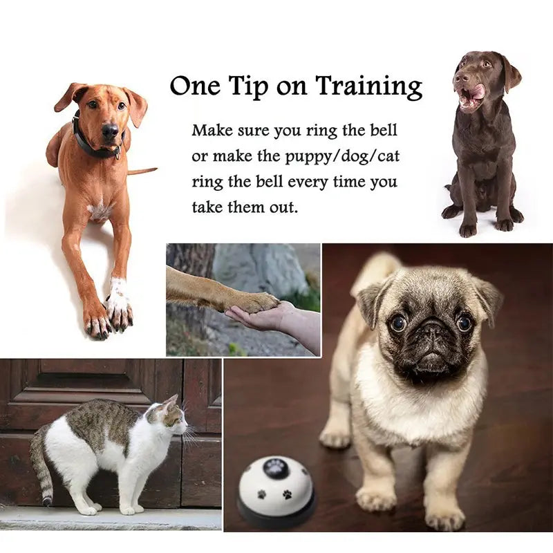 pet training Behavior Training WLP Company