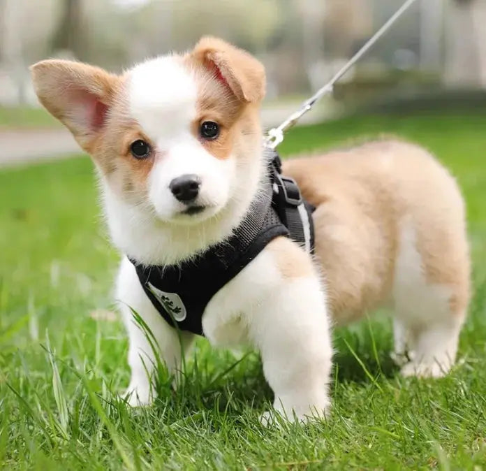 cat harness and Dog Harness Lead Leash Adjustable Vest Polyester WLP Company
