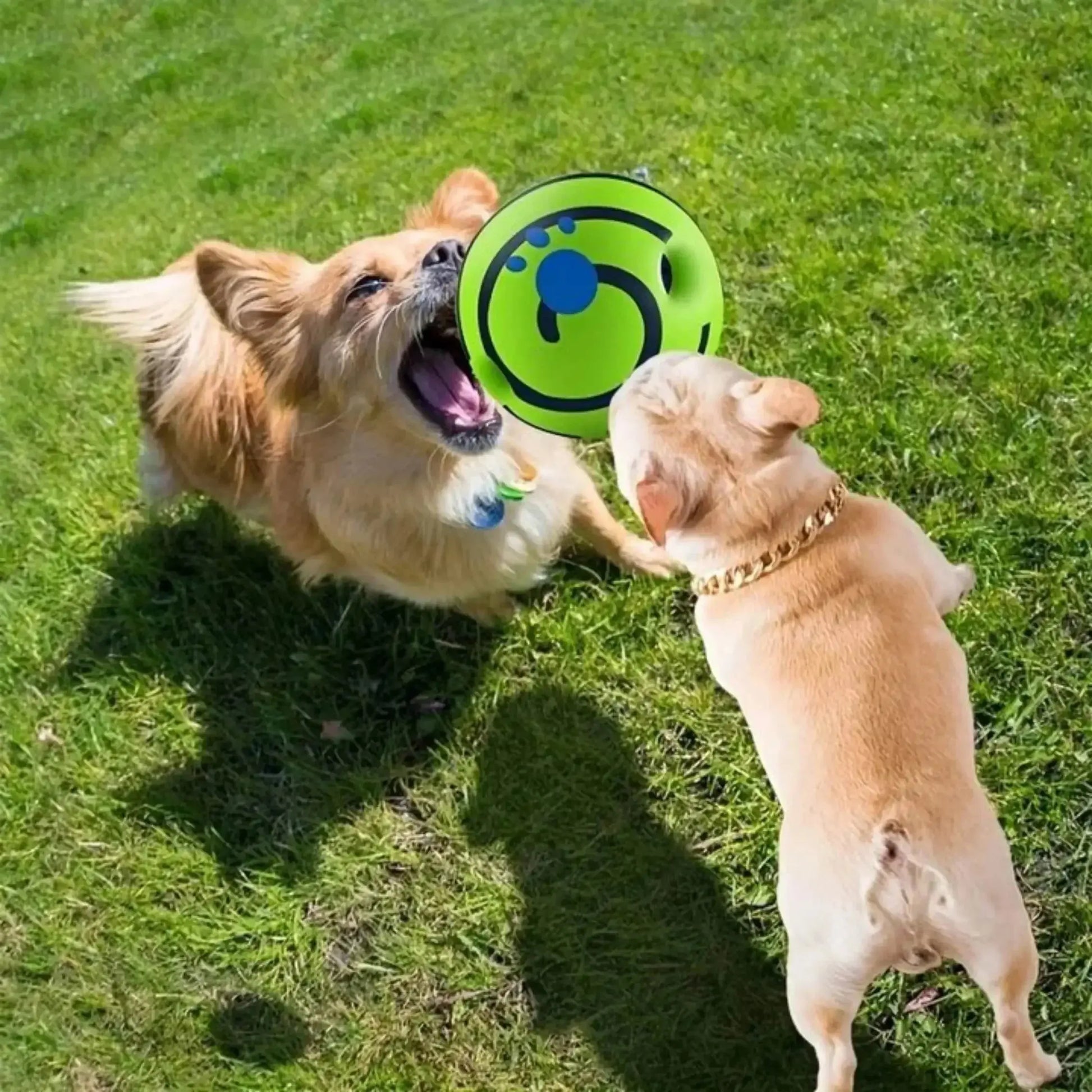 Pet Dog Toy Ball Wobble Wag Giggle Sound-Emitting Glow Ball Interactive Dog Toy Funny Indoor or Outdoor Play Agility Training WLP Company
