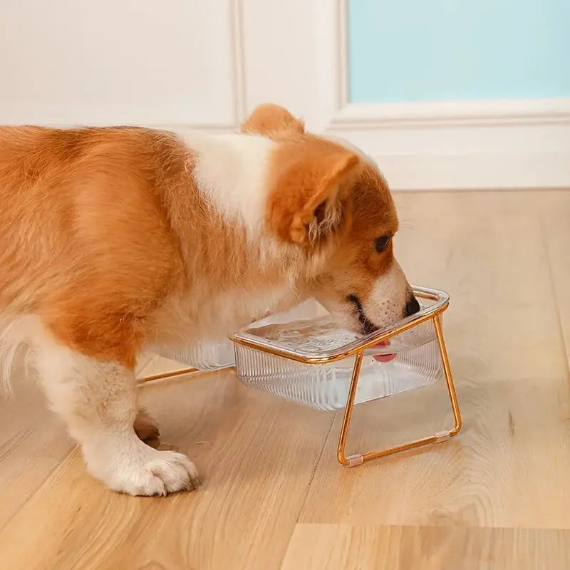 transparent cat bowl Transparent Double Cat Bowl with Vertical Design for Easy Feeding WLP Company