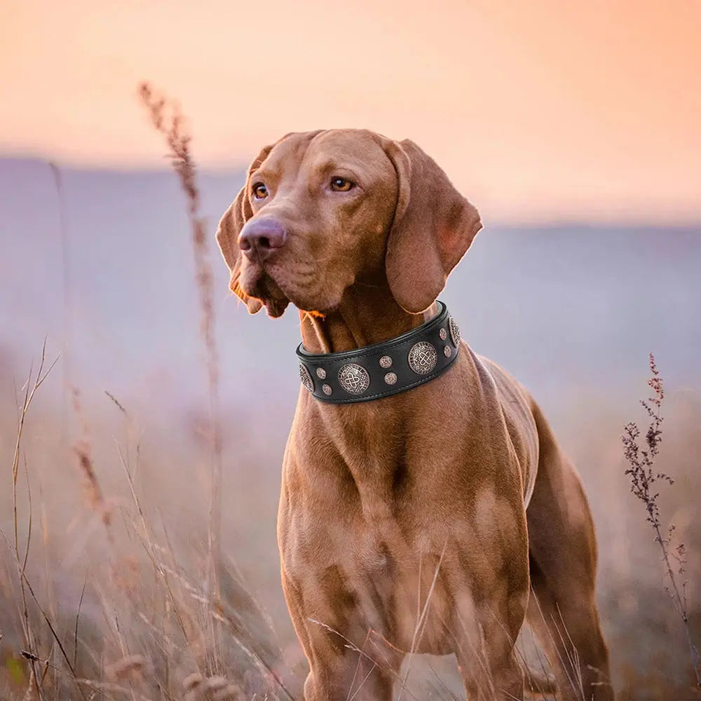 Genuine Leather Dog Collar for French Bulldog Labrador WLP Company