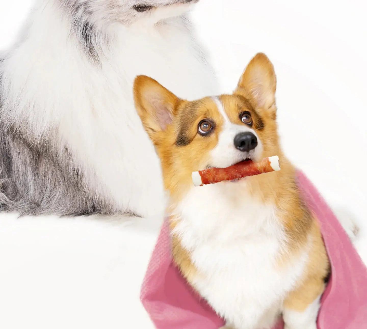 chanbuni Dog Snack Dog Feeding Snacks Dogs Dogs Snacks Pet Snack Teething Sticks Dog Treats Training Teeth Grinding Rewards WLP Company