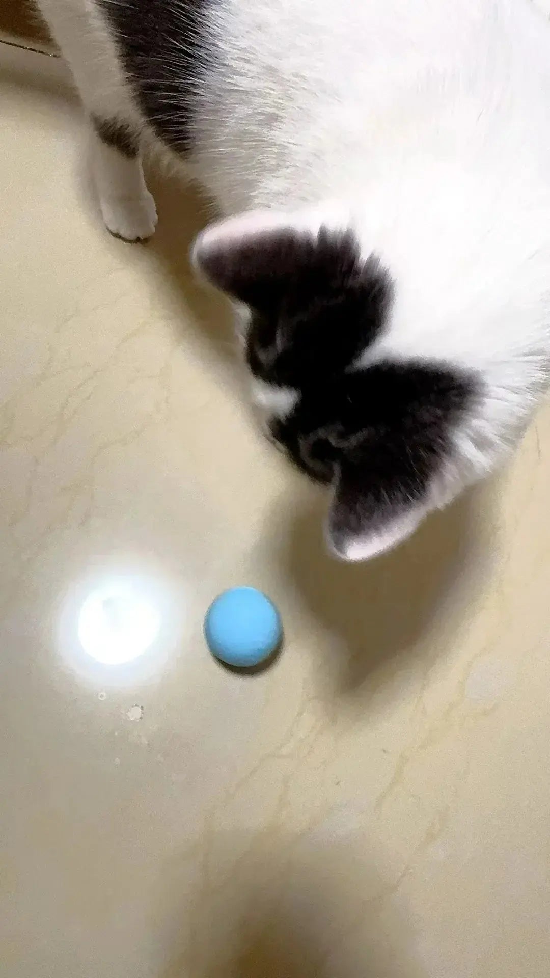 Cat Interactive Ball Smart Cat Toys for Pet Indoor WLP Company