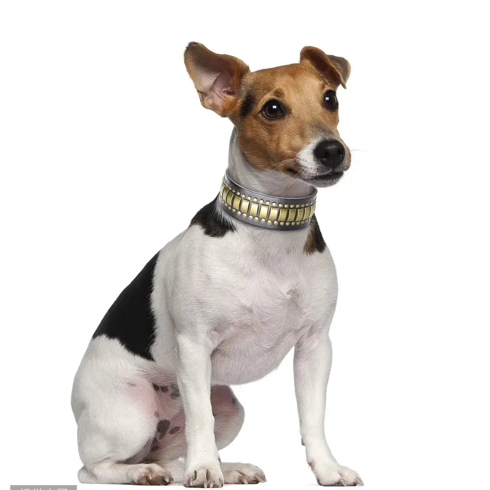luxurious dog collar Luxurious Dog Real Leather Collar for Pet shows WLP Company