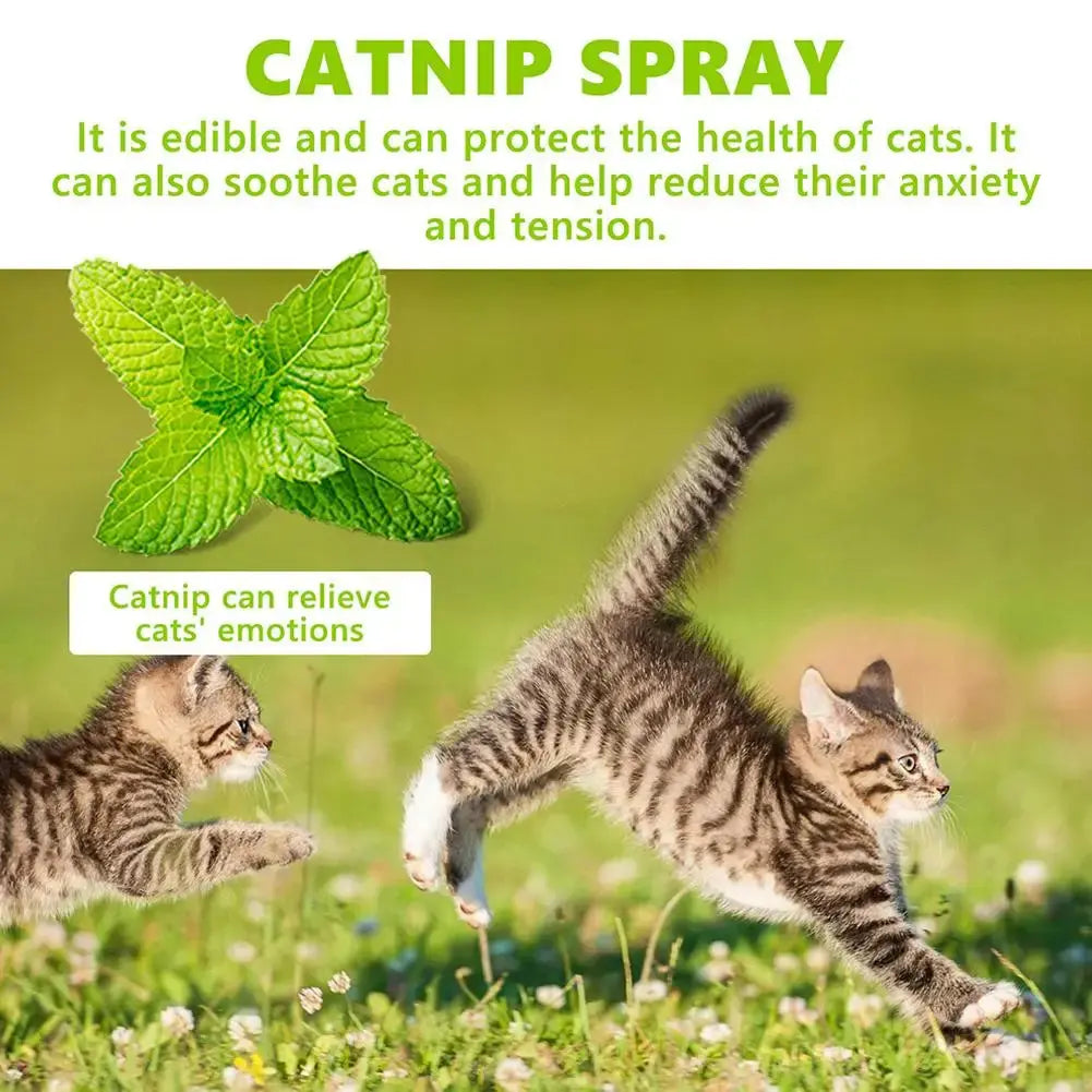 Celery Pets Catnip Spray Joy Herbal Cat Joy Insect Gall Fruit Spray Exciting Scratching Board Dropshipping WLP Company