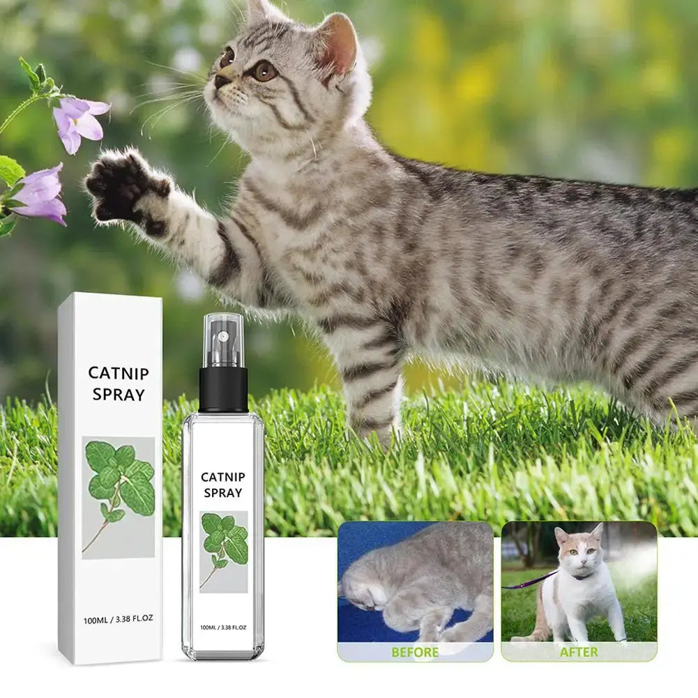 Celery Pets Catnip Spray Joy Herbal Cat Joy Insect Gall Fruit Spray Exciting Scratching Board Dropshipping WLP Company