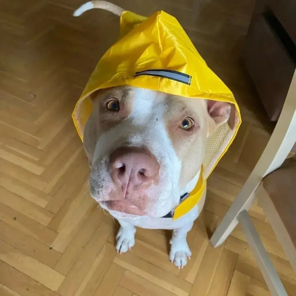 Dog Raincoat 4 Colors S-6XL WLP Company