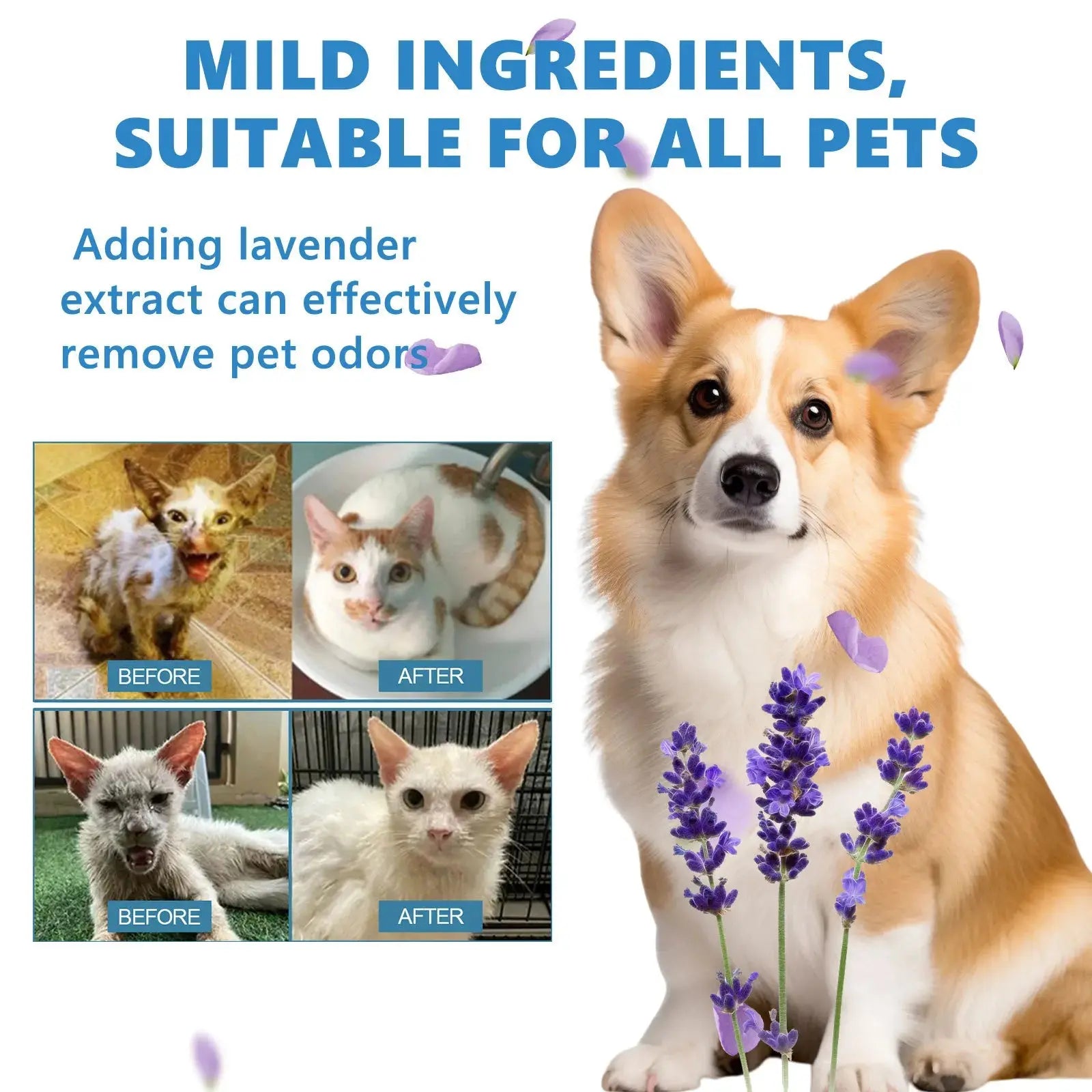 Pet Wash Free Essence Dog Body Wash Hair Softening Removing Dirts Mites Deodorizing Reduce Itching Moisturizing Puppy Shampoo WLP Company