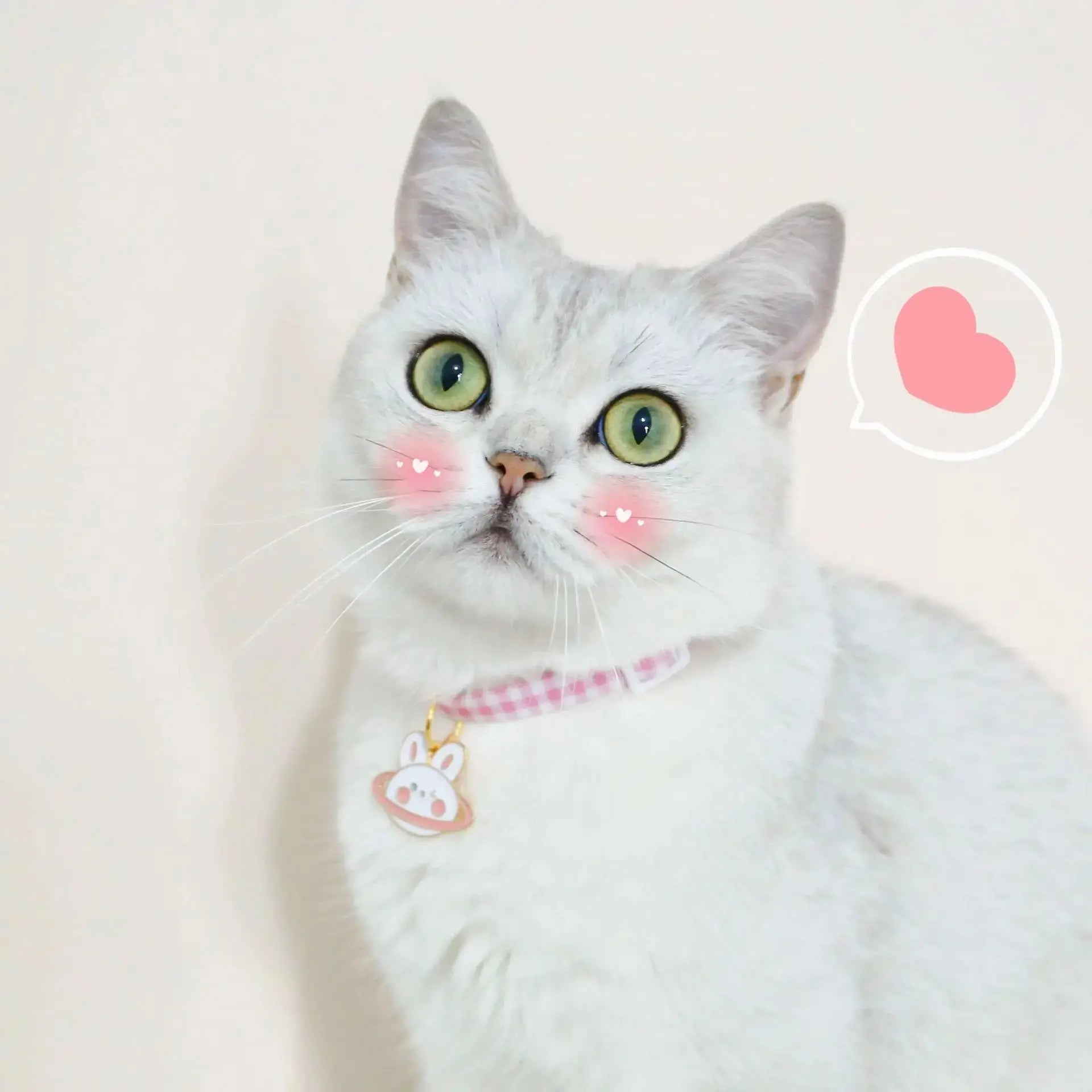 Pet Safety Necklace WLP Company