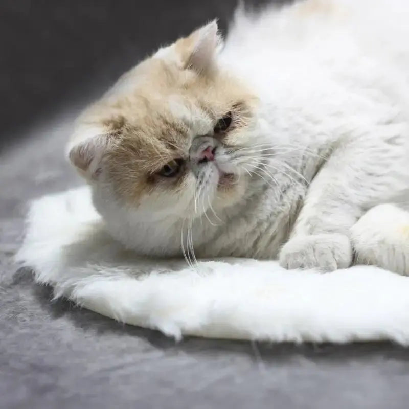 USB heating pad Soft Warm Pet Heated Plush Blanket Thermal Insulation Cat Bed Cushion Winter Heating Dog Cat Nest Mat WLP Company