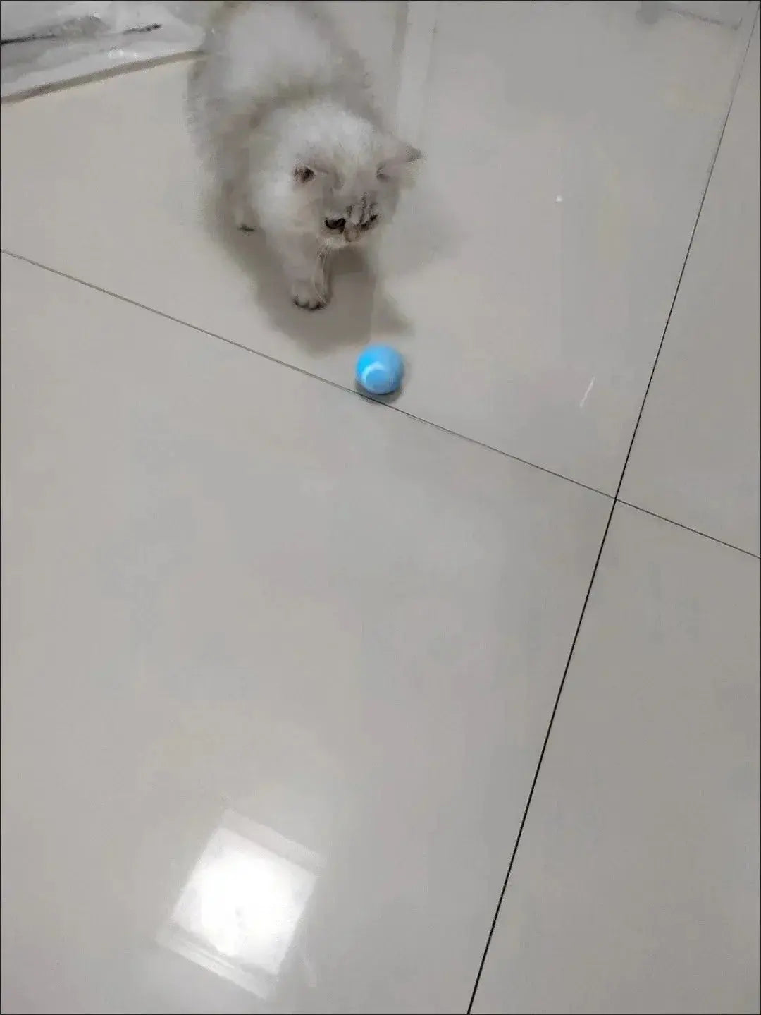 Cat Interactive Ball Smart Cat Toys for Pet Indoor WLP Company