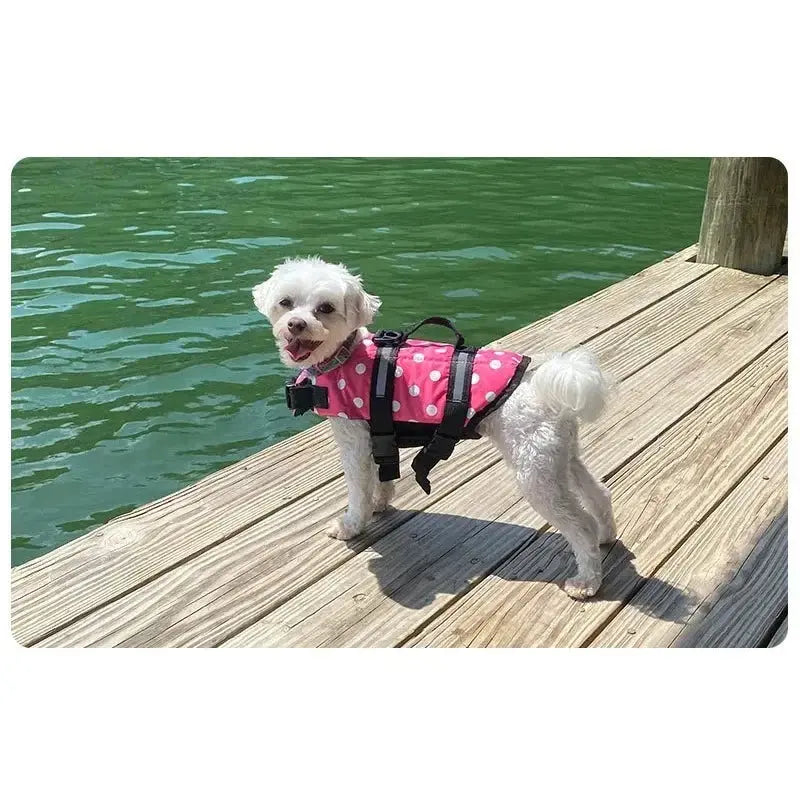 Dog Swimming Suits WLP Company