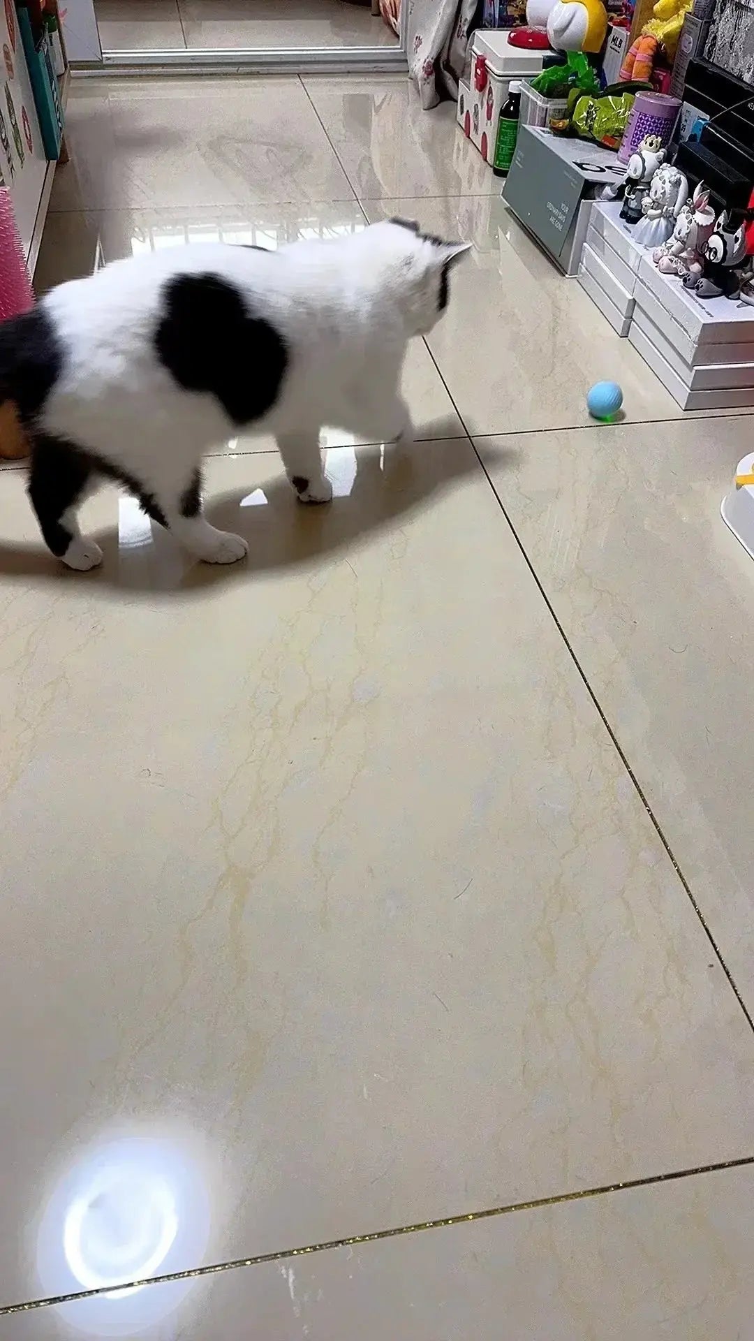 Cat Interactive Ball Smart Cat Toys for Pet Indoor WLP Company