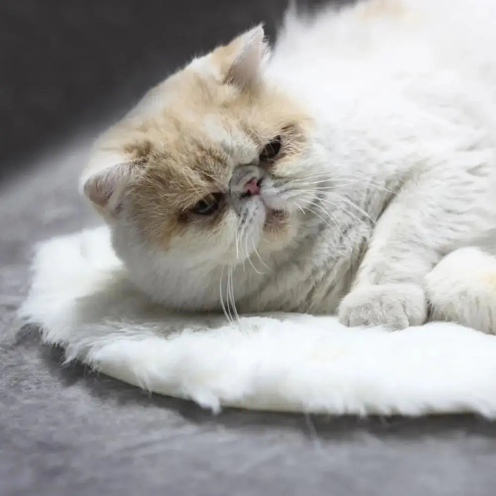 USB heating pad Soft Warm Pet Heated Plush Blanket Thermal Insulation Cat Bed Cushion Winter Heating Dog Cat Nest Mat WLP Company