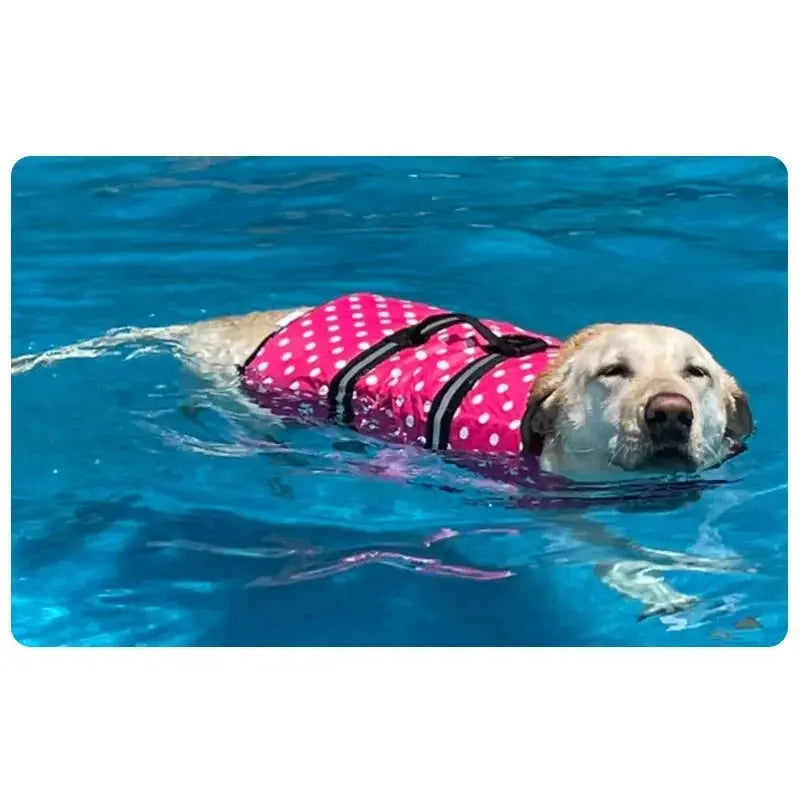 Dog Swimming Suits WLP Company