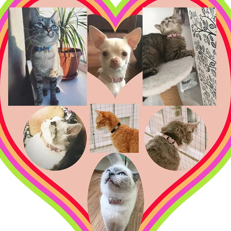 heart charm collar New Heart Charm And Bell Cat and Small Dog Collar WLP Company