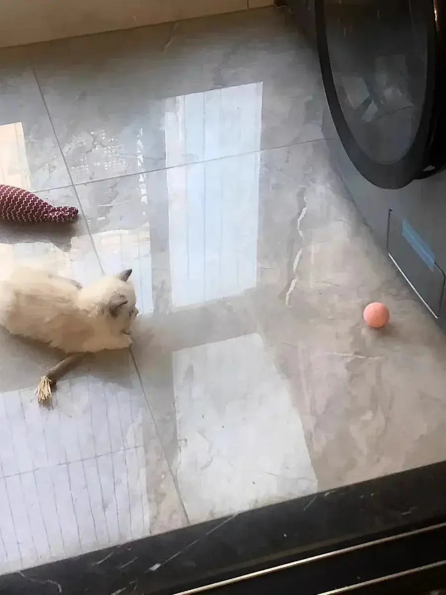 Cat Interactive Ball Smart Cat Toys for Pet Indoor WLP Company