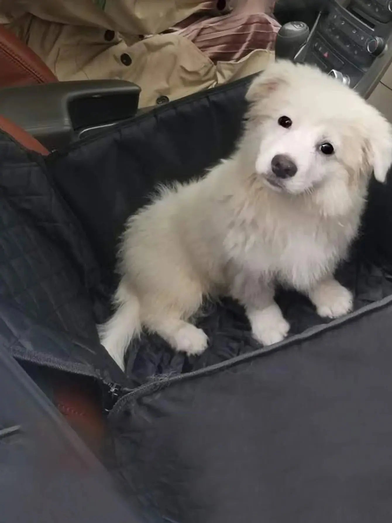 dog carrier Dog's 2 in 1 Carrier and Car Seat Cover WLP Company
