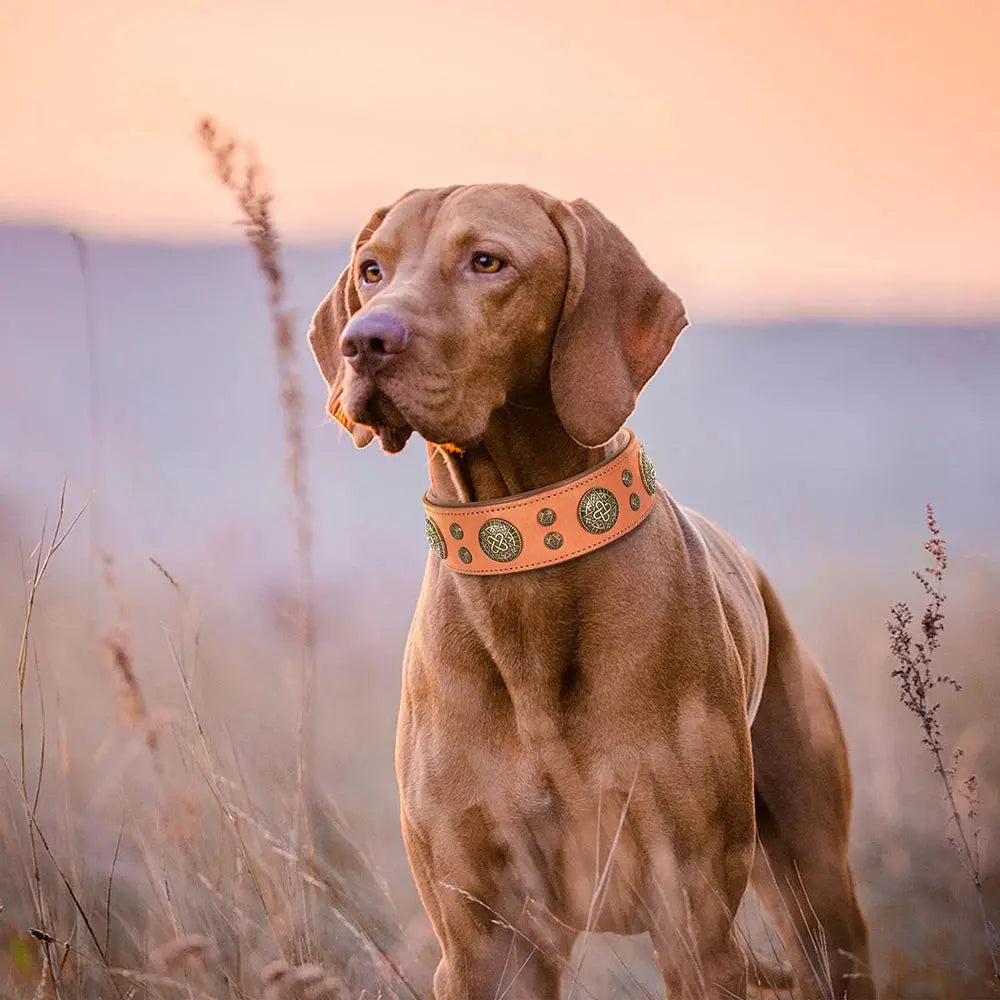 Genuine Leather Dog Collar for French Bulldog Labrador WLP Company