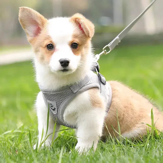 cat harness and Dog Harness Lead Leash Adjustable Vest Polyester WLP Company